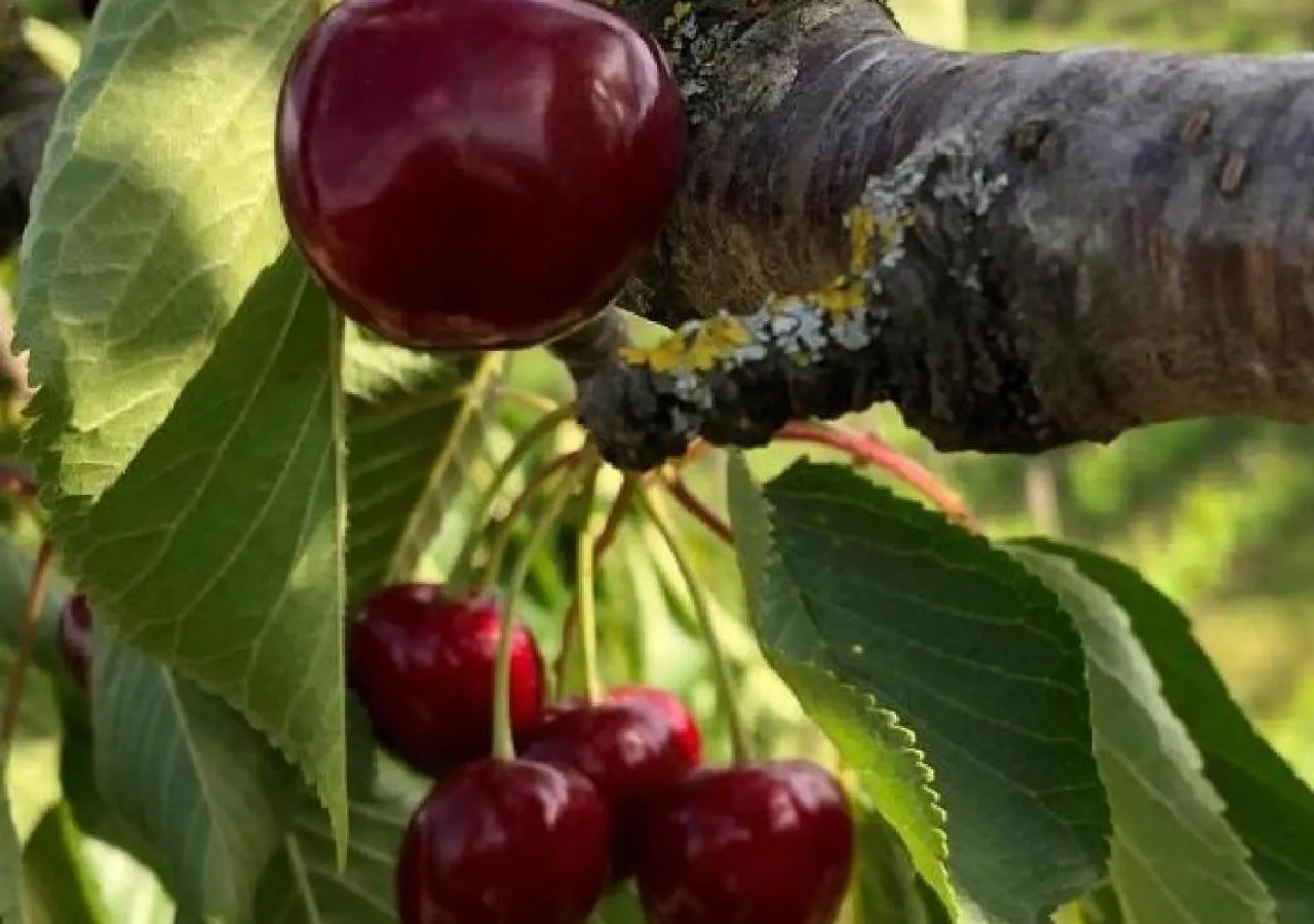 Azienda Agraria La Casella Montalcino